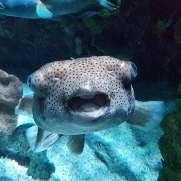 Meet your Posher, Edan - Picture 1 of 1